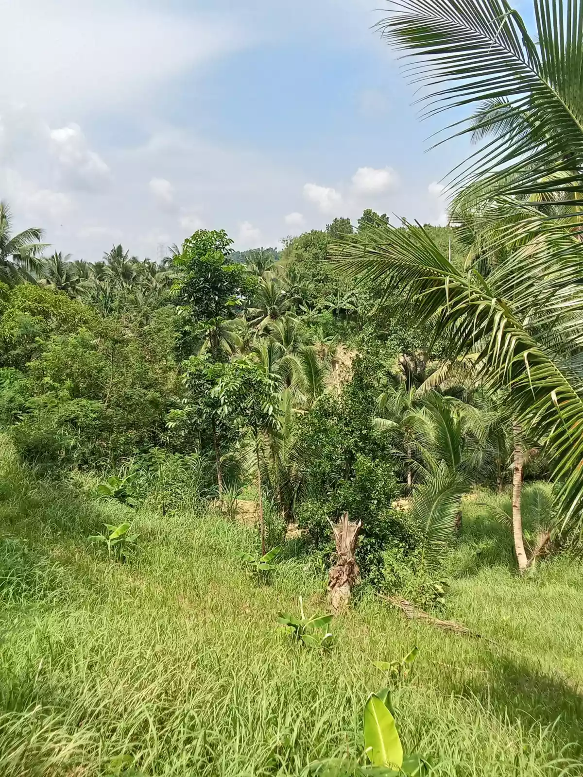 Open photo 17 of 22 — 3.5 hectares agricultural land for sale in Balungag San Fernando Cebu