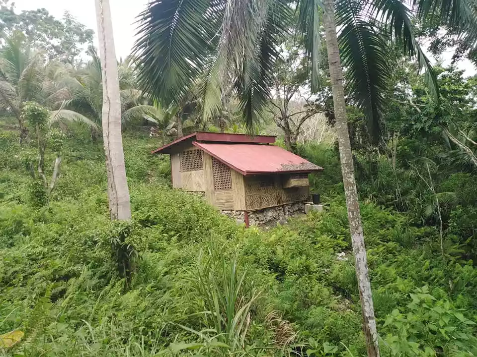 Rush Sale Bohol Farm Lot for Sale P160 per square meter only. - photo 4