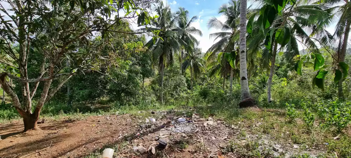 1.5 hectares farm lot for sale in Alubijid Misamis Oriental - photo 7