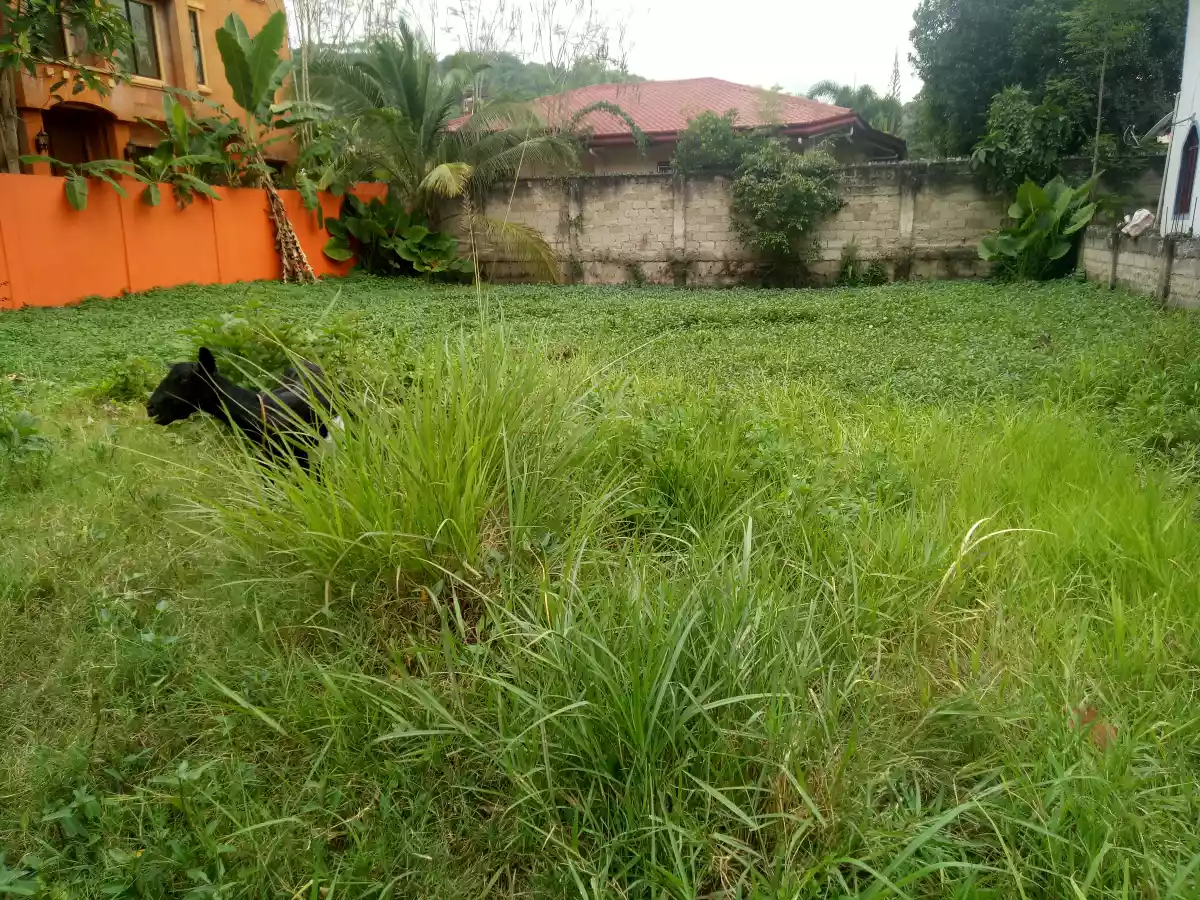 Lot for Sale in Talamban - photo 3