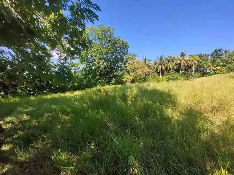 Lot for sale — Agricultural Lot in Bohol, Philippines — Photo 3