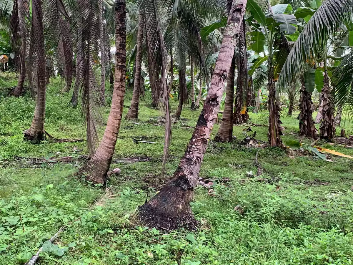 Taluya Glan Highway Property — Agricultural Lot in Sarangani, Philippines — Photo 6