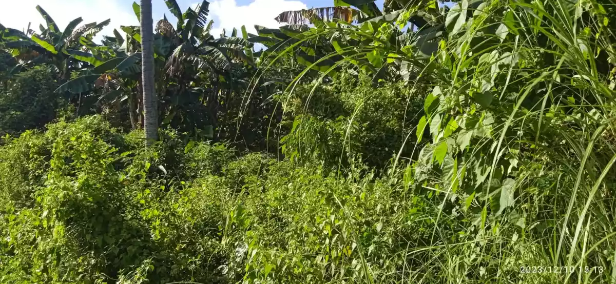 LOT FOR SALE — Residential Lot in Maghaway Road, Talisay, Cebu — Photo 2