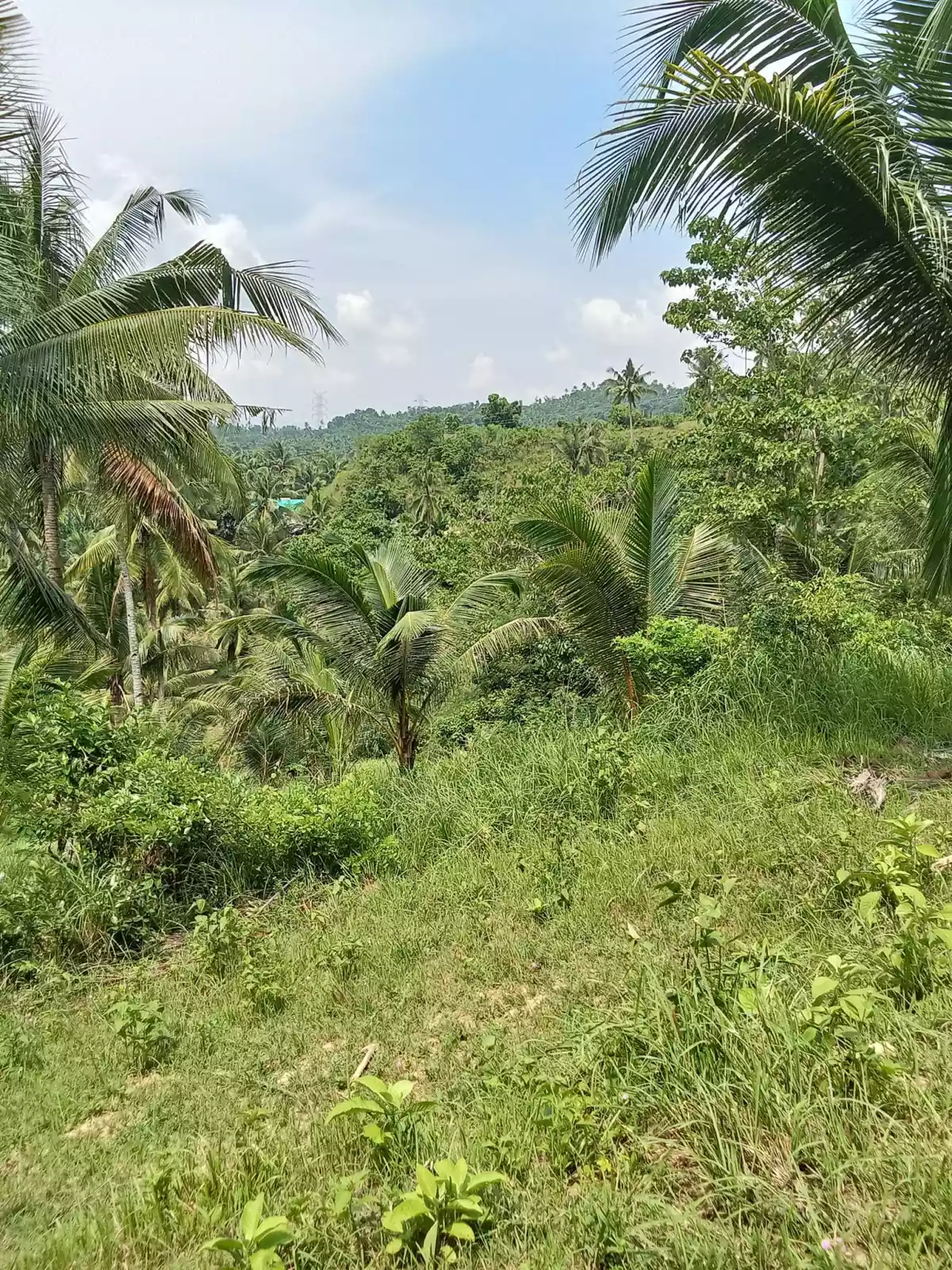 Open photo 13 of 22 — 3.5 hectares agricultural land for sale in Balungag San Fernando Cebu