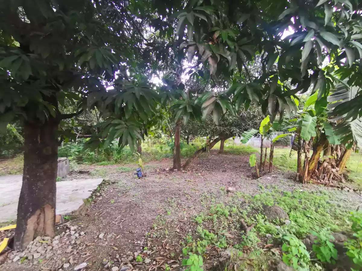 1200sqm Lot with House along the National Highway of Municipality of Sulop Davao Del Sur — Commercial Lot in Pan-Philippine Highway, Sulop, Davao del Sur — Photo 4