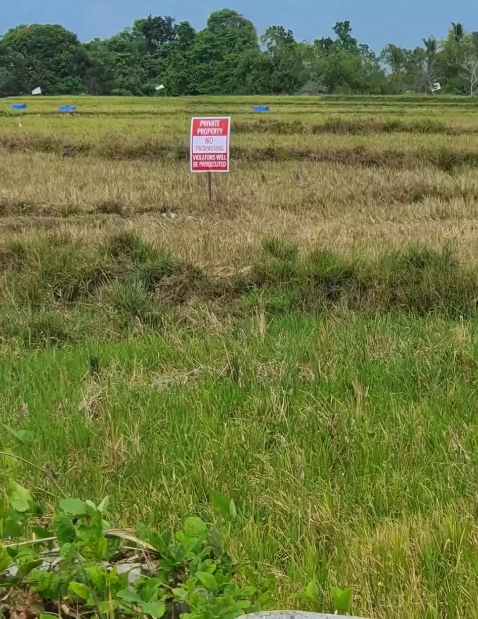 AGRI LOT , NARRA PALAWAN - photo 4