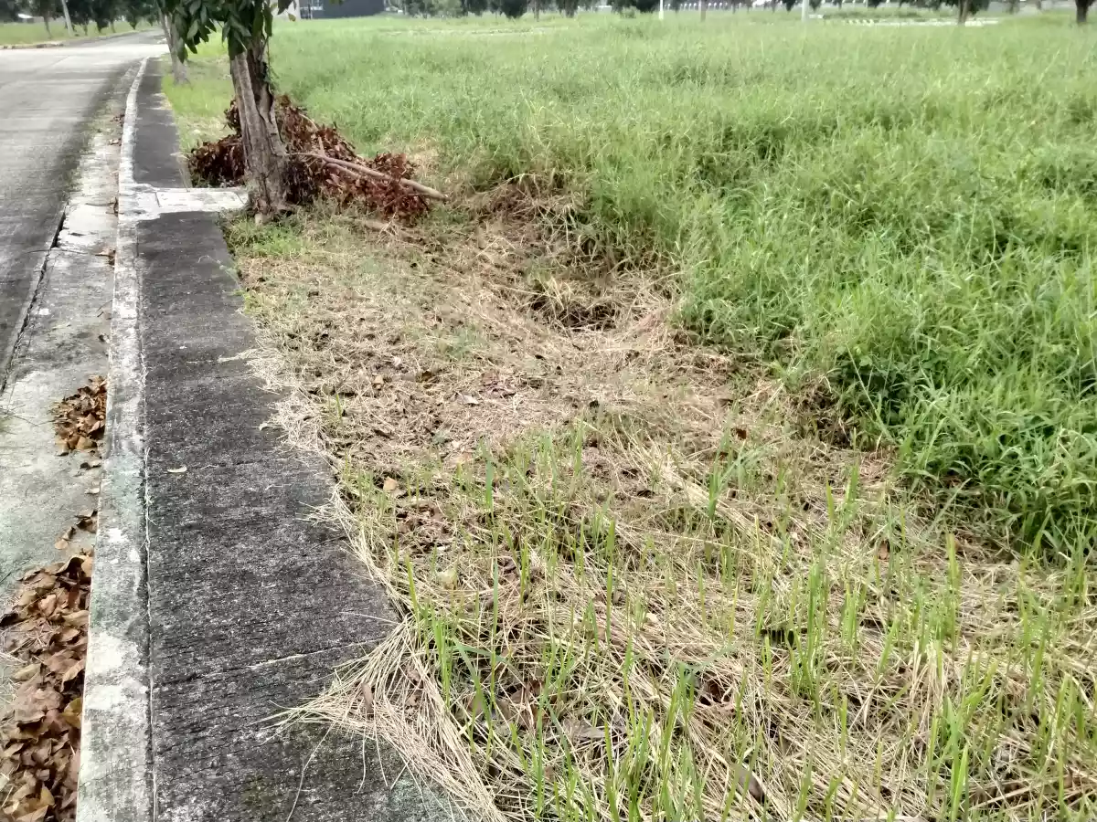 Centro Verde 153 sqm Residential Lot Near Entrance - photo 4