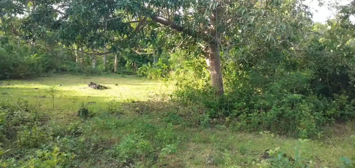 2,389 SQM LOT IN SAN REMIGIO, NORTH CEBU - photo 5