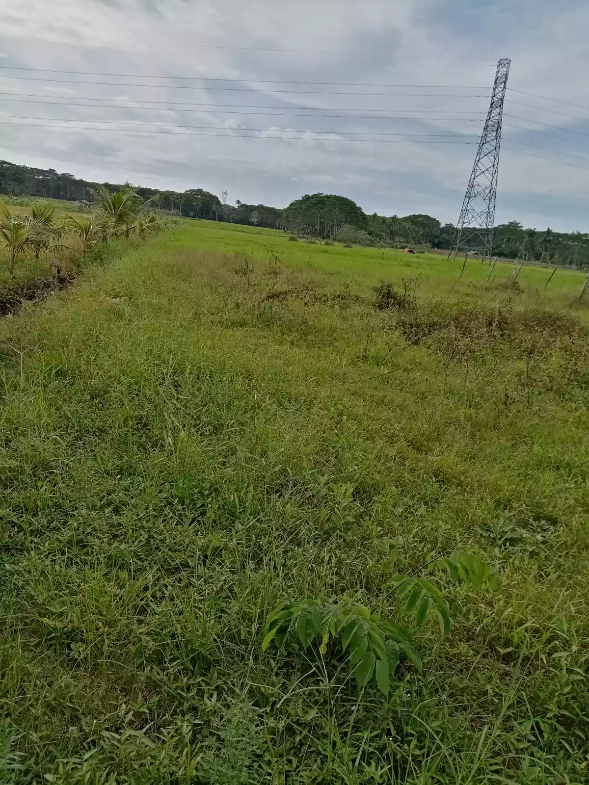 3 Hectares Farmland for Sale 