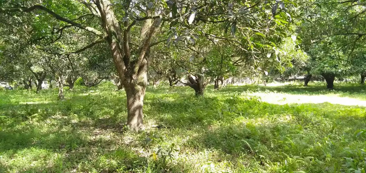 Residential Lot For Sale - photo 5