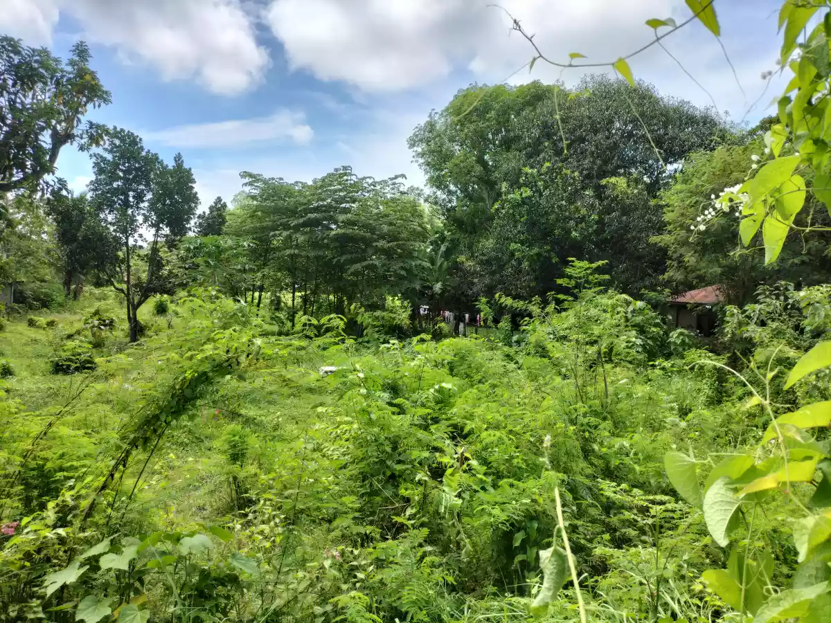 Residential lot - photo 4