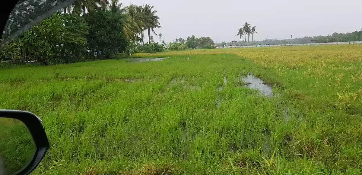 RUSH SALE! 5.178 Hectare Lot in Baluan, General Santos City for ONLY P15M per hectare. STILL NEGOTIABLE. — Agricultural Lot in General Santos City, South Cotabato, Philippines — Photo 3