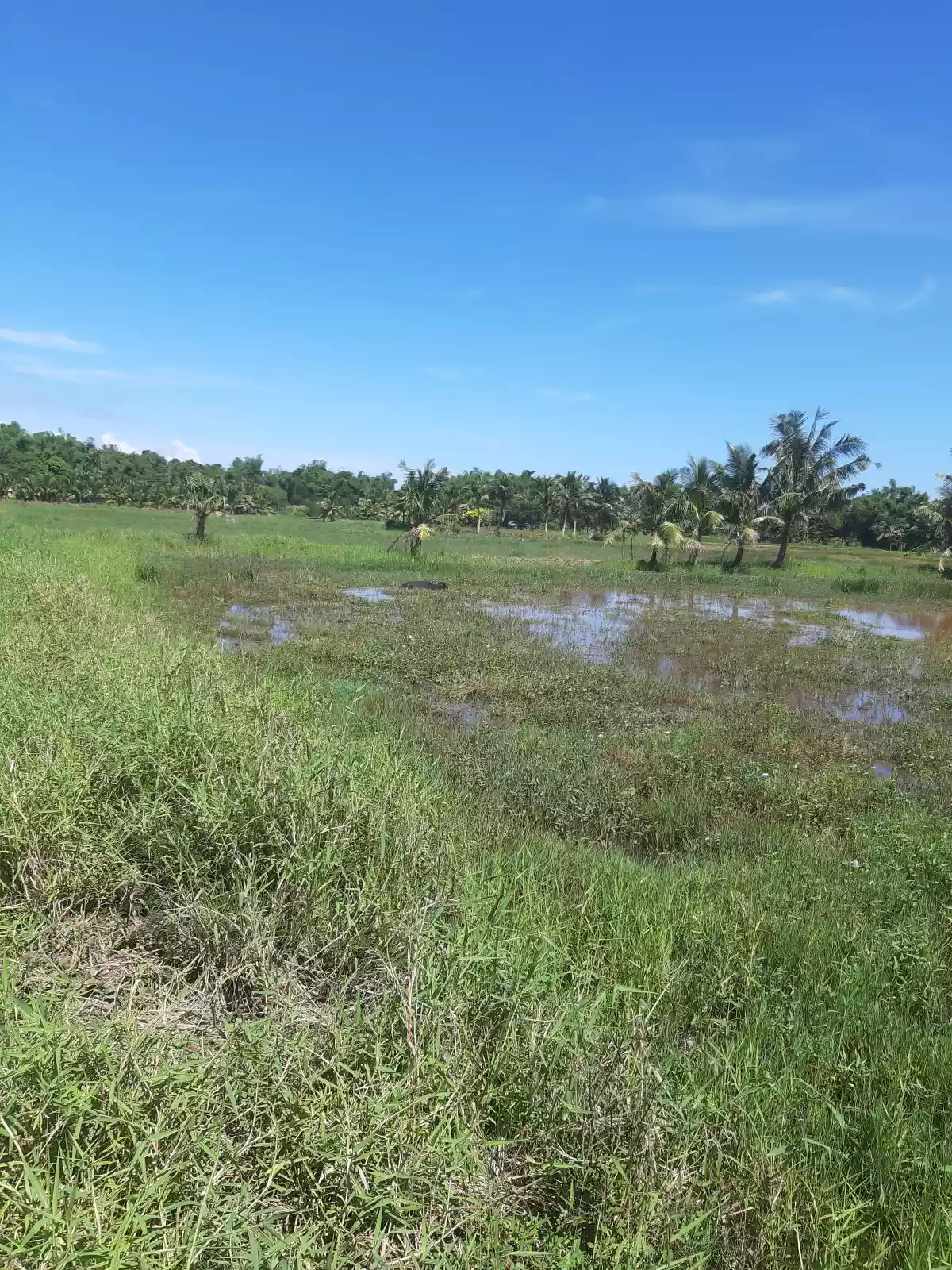 OCT - 34557 / TCT - 106461 — Agricultural Lot in Dumangas, Iloilo, Philippines — Photo 4