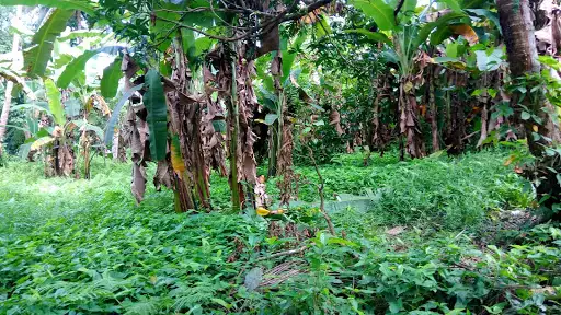 AFFORDABLE CORNER LOT, 4 minute ride to Gaisano Mall. — Residential Lot in Pan-Philippine Highway, Bayugan City, Bayugan City — Photo 2