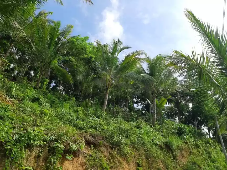 9000 SQM IN SAN FERNANDO CEBU - photo 3