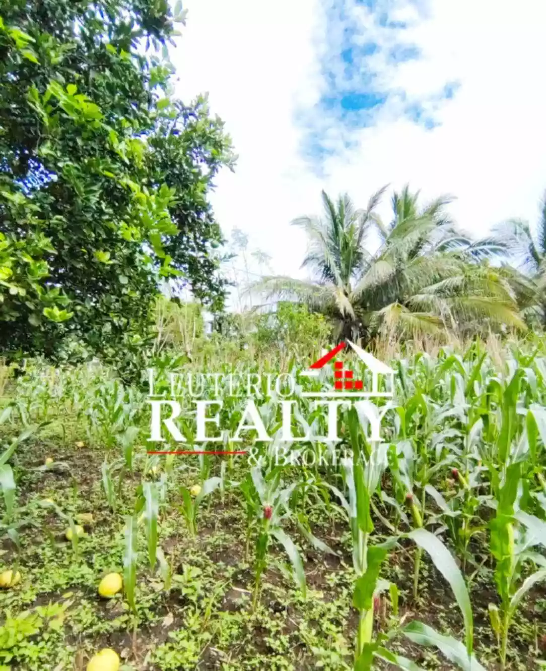Farm Lot in Pacol/Carolina, Naga City - Good investment and business — Agricultural Lot in Naga City, Camarines Sur, 4400 — Photo 3