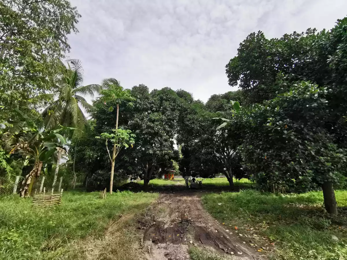 3 Hectares Farm Lot in Katanggawan — Agricultural Lot in General Santos City, South Cotabato, Philippines — Photo 5