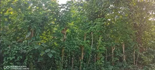 Residential lot near busay falls and institutions like barangay hall schools and churches... 2nd lot from tiniwisan cabcabon road — Residential Lot in Butuan City, Agusan Del Norte, Philippines — Photo 3
