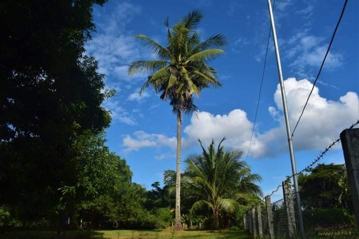 Dumaguete Farm Land for Sale — Residential Lot in Negros Oriental, Philippines — Photo 7