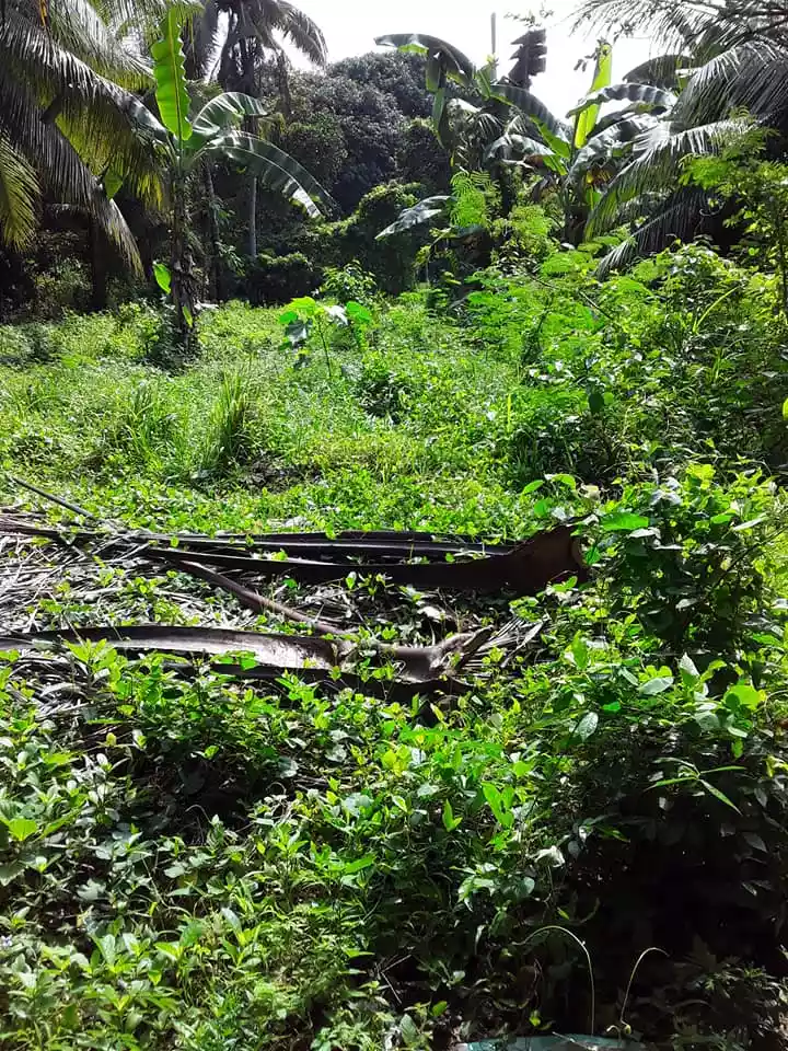 Residential Lot for Sale Compostela, Cebu - photo 4