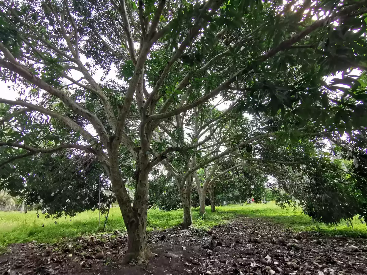 3 Hectares Farm Lot in Katanggawan — Agricultural Lot in General Santos City, South Cotabato, Philippines — Photo 3