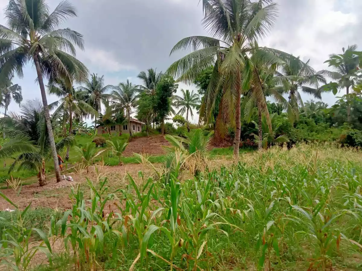 FARM LOT SAN FERNANDO AND CARCAR — Agricultural Lot in Carcar City, Cebu, Philippines — Photo 3