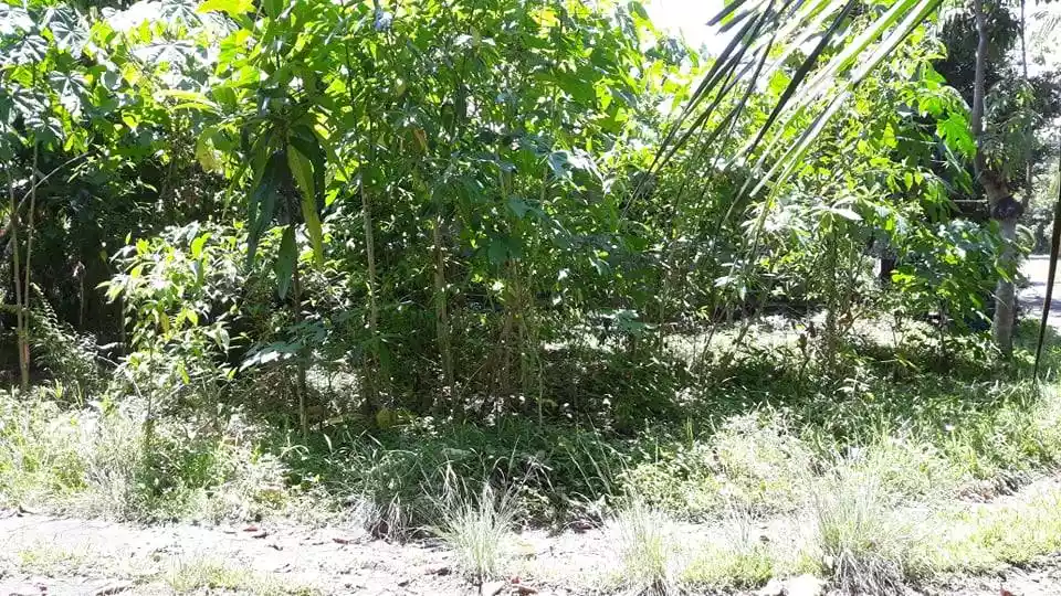 Toril fish port lot at Tambakan — Residential Lot in Toril, Davao City, Davao del Sur — Photo 7