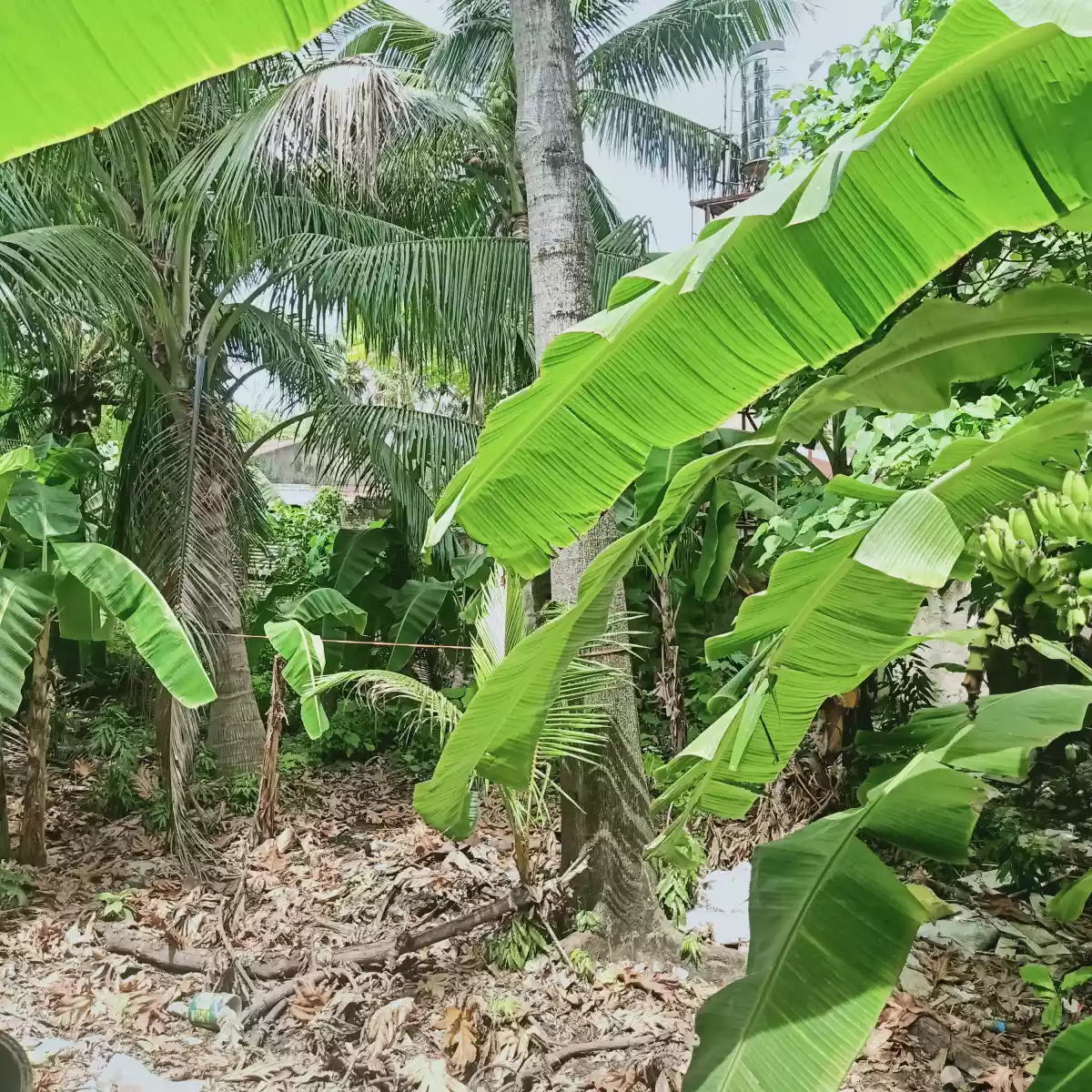 RESIDENTIAL LOT FOR SALE IN CANLINGO SABANG DANAO CITY - photo 6