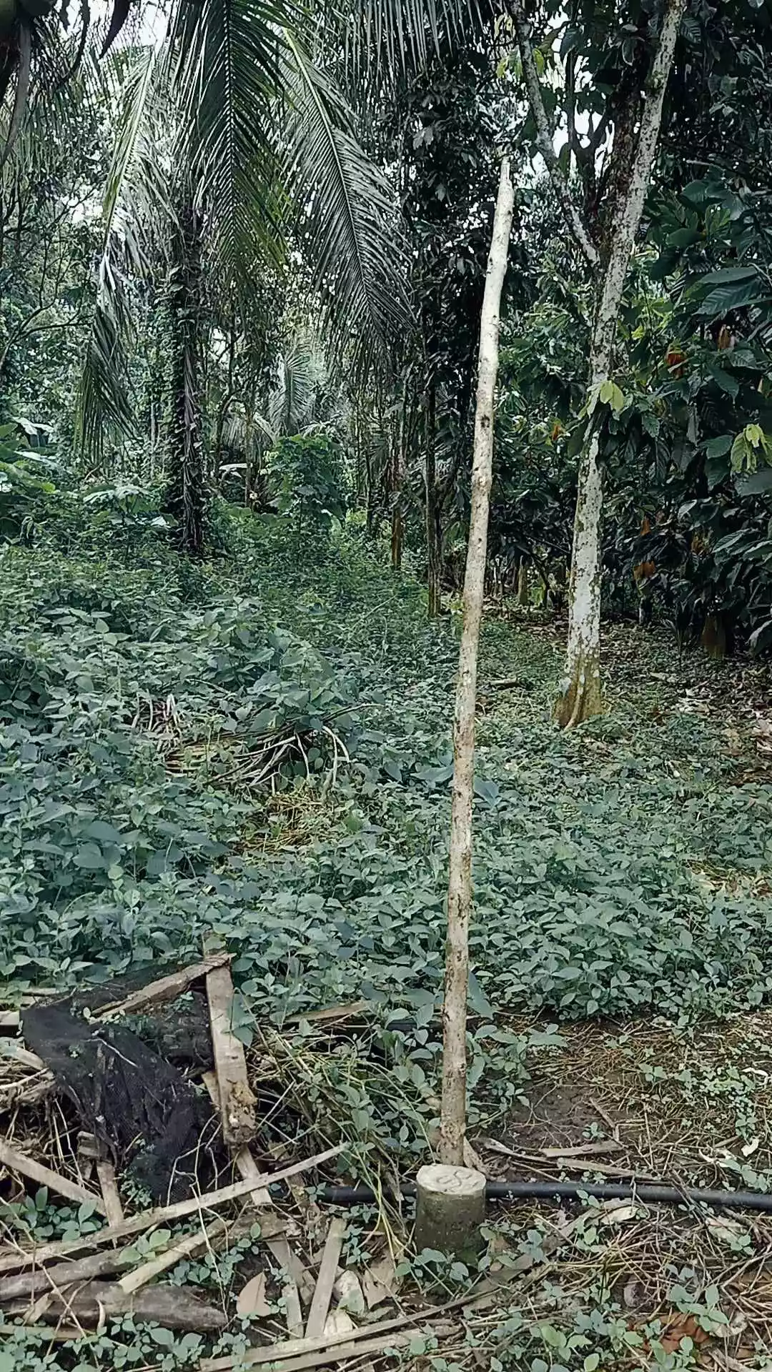 For Sale: LOT only near Malagos Garden Resort- Calinan, Davao City — Agricultural Lot in Calinan-Baguio-Cadalian Road, Davao City, Davao del Sur — Photo 4