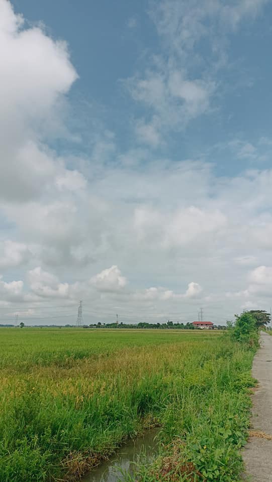 Rush Farm Lot For Sale near SunFlower Maze, Tayug Pangasinan - photo 2