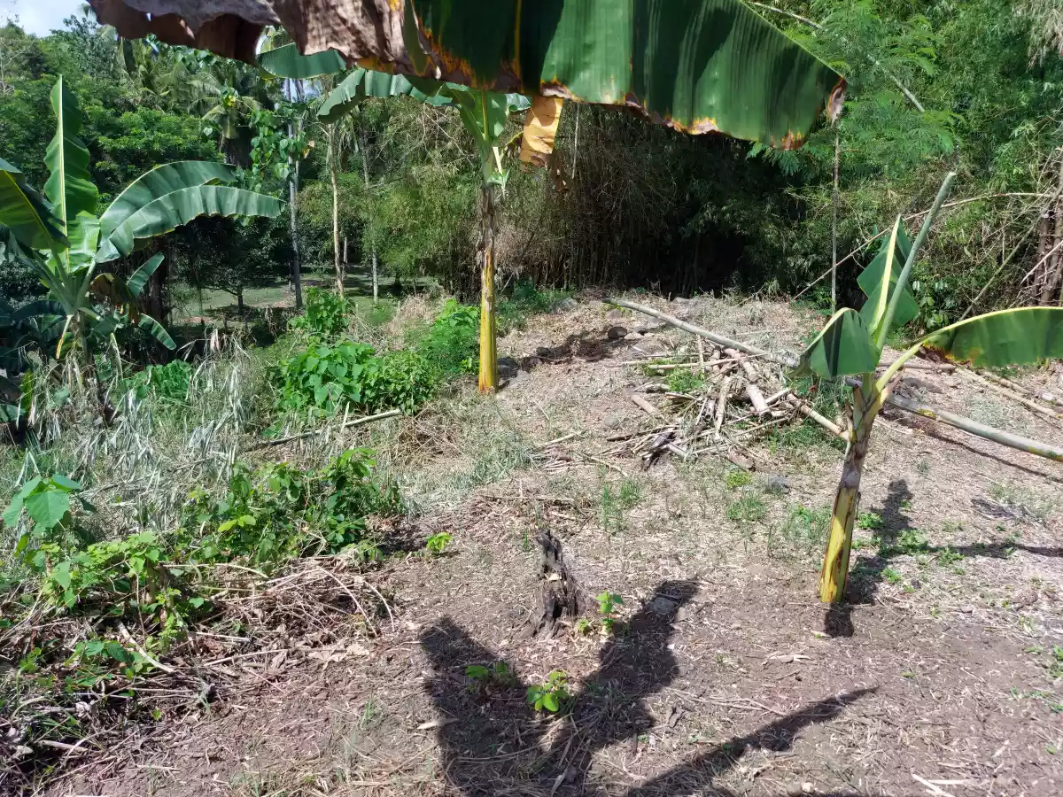 Lot for Sale in Pancil, Sibulan - photo 3