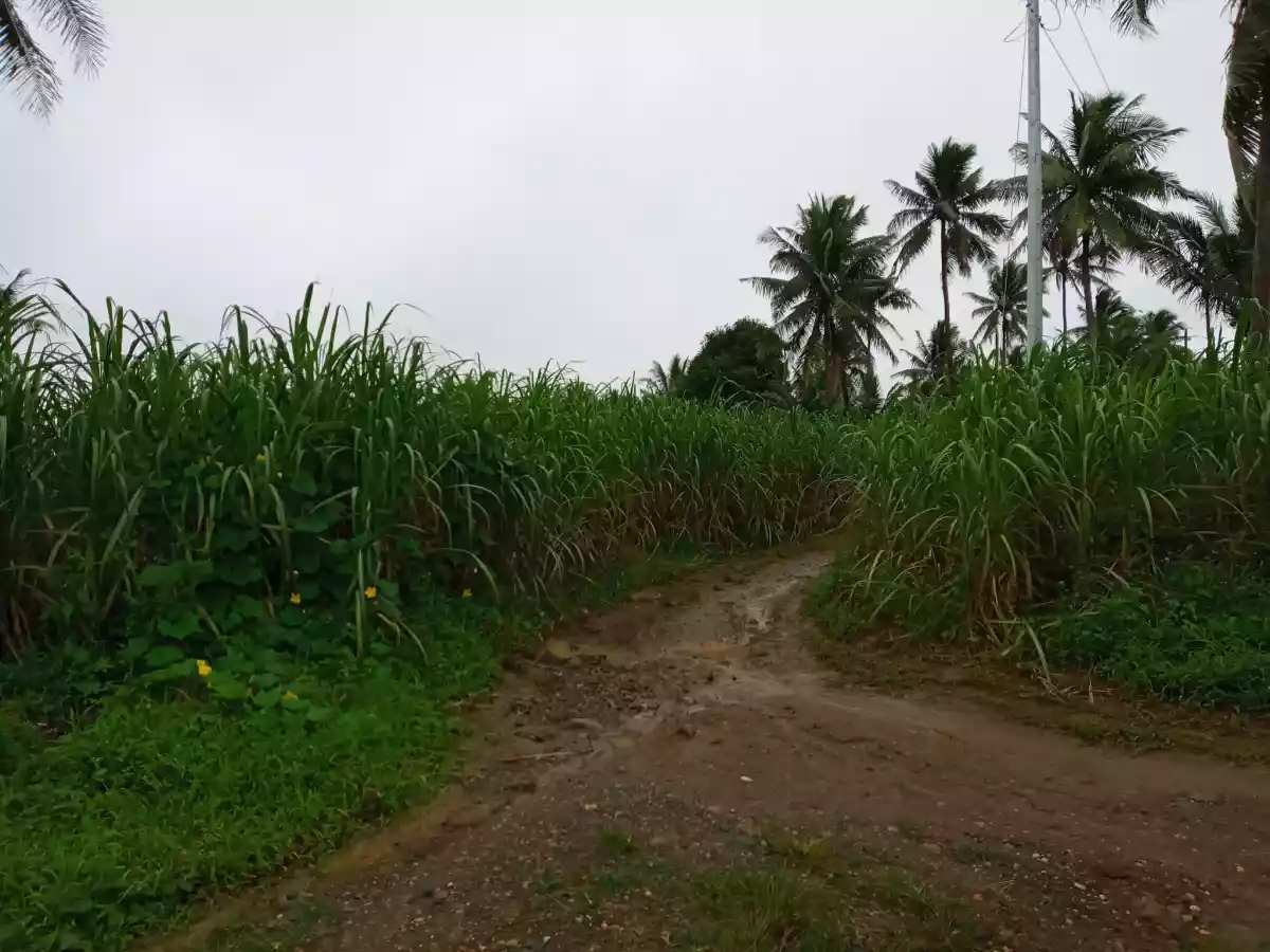 Amlan Negros Oriental 3.03 Hectares Agricultural Lot on Sale