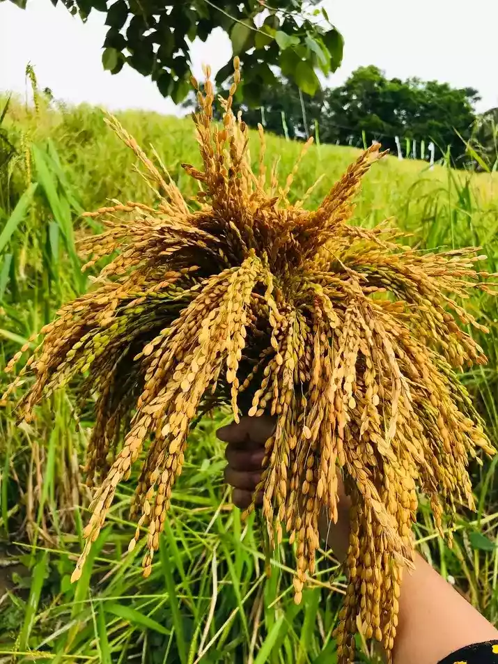 Farm Land — Agricultural Lot in Misamis Oriental, Philippines — Photo 6