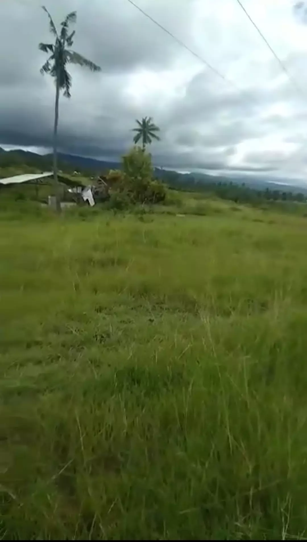 Farm Lot in Dalaguete — Agricultural Lot in Cebu, Philippines — Photo 3