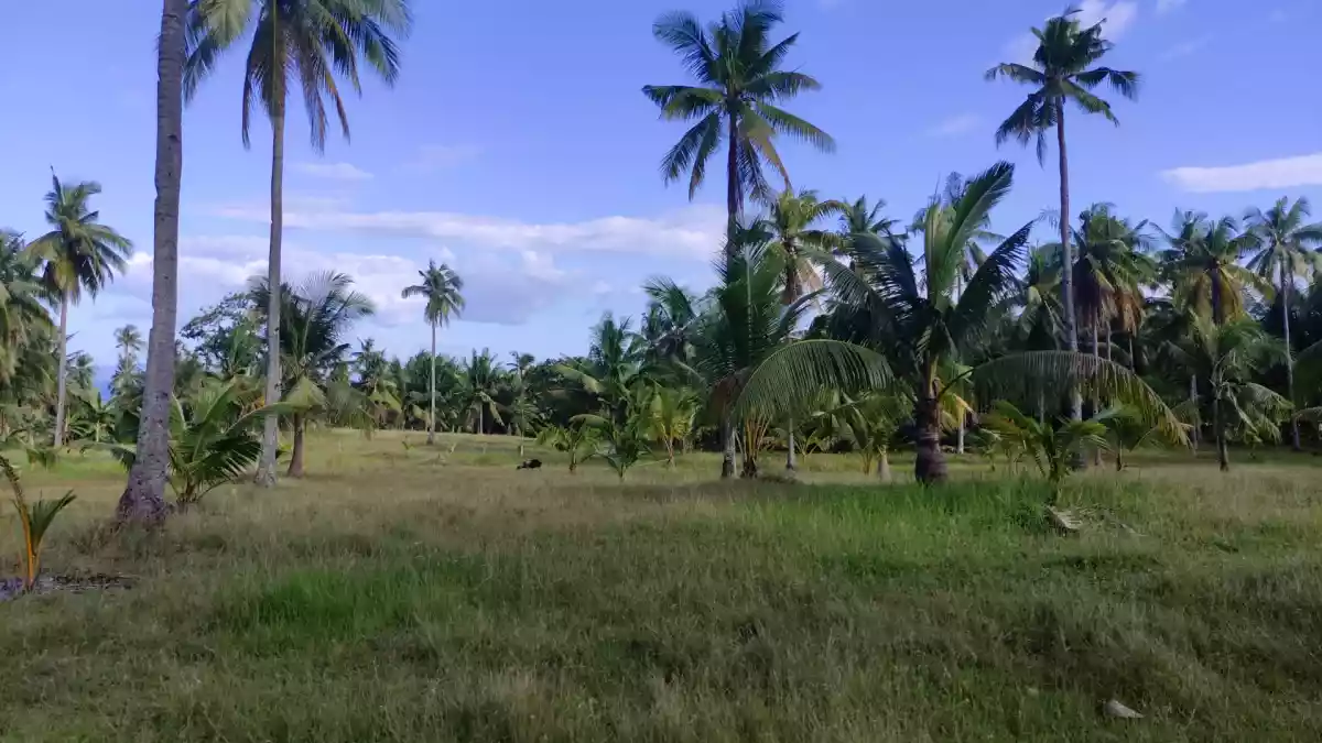 ARGAO agricultural LOT FOR SALE with OVERLOOKING VIEW - photo 7