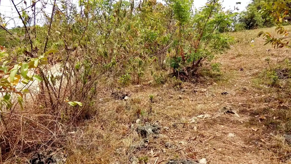 Lot for sale - photo 2