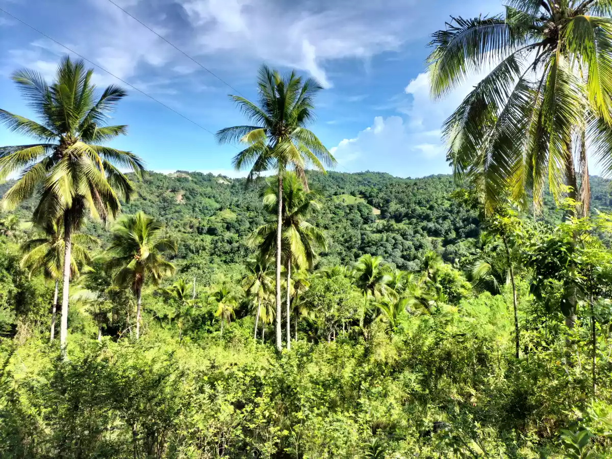 Affordable Lot — Agricultural Lot in Danao City, Cebu, Philippines — Photo 3