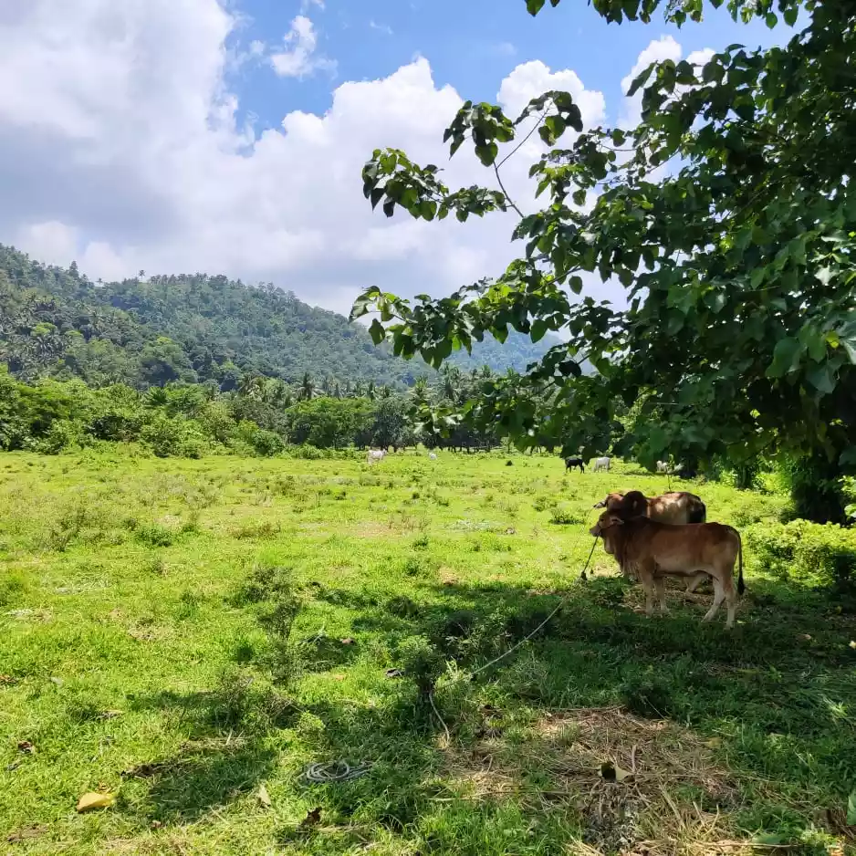 15.8 Hectares for sale - photo 4