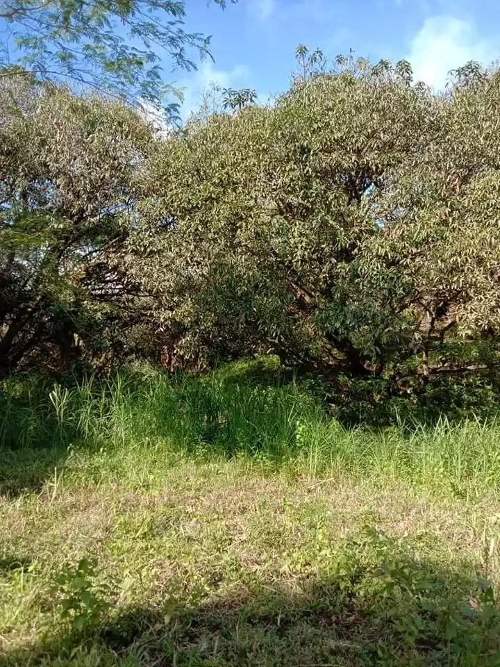 Farm lot - photo 4