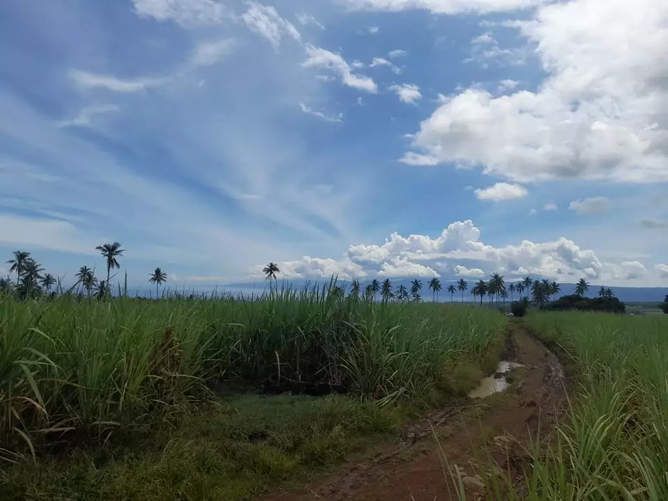 2.8 Hectares Jantianon, Amlan Negros Oriental - photo 3