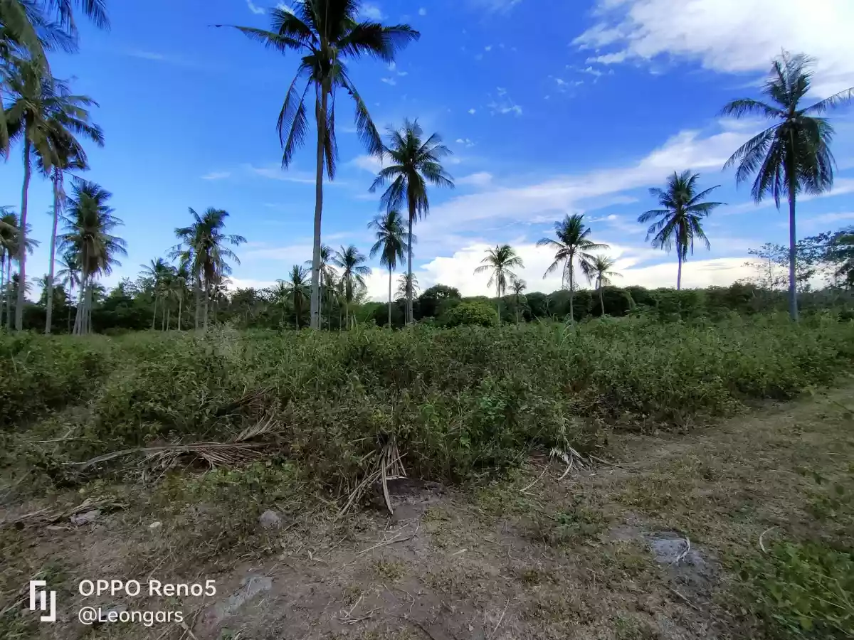 LOT for RUSH Sale in Masaplod Sur, Dauin — Agricultural Lot in Negros Oriental, Philippines — Photo 4