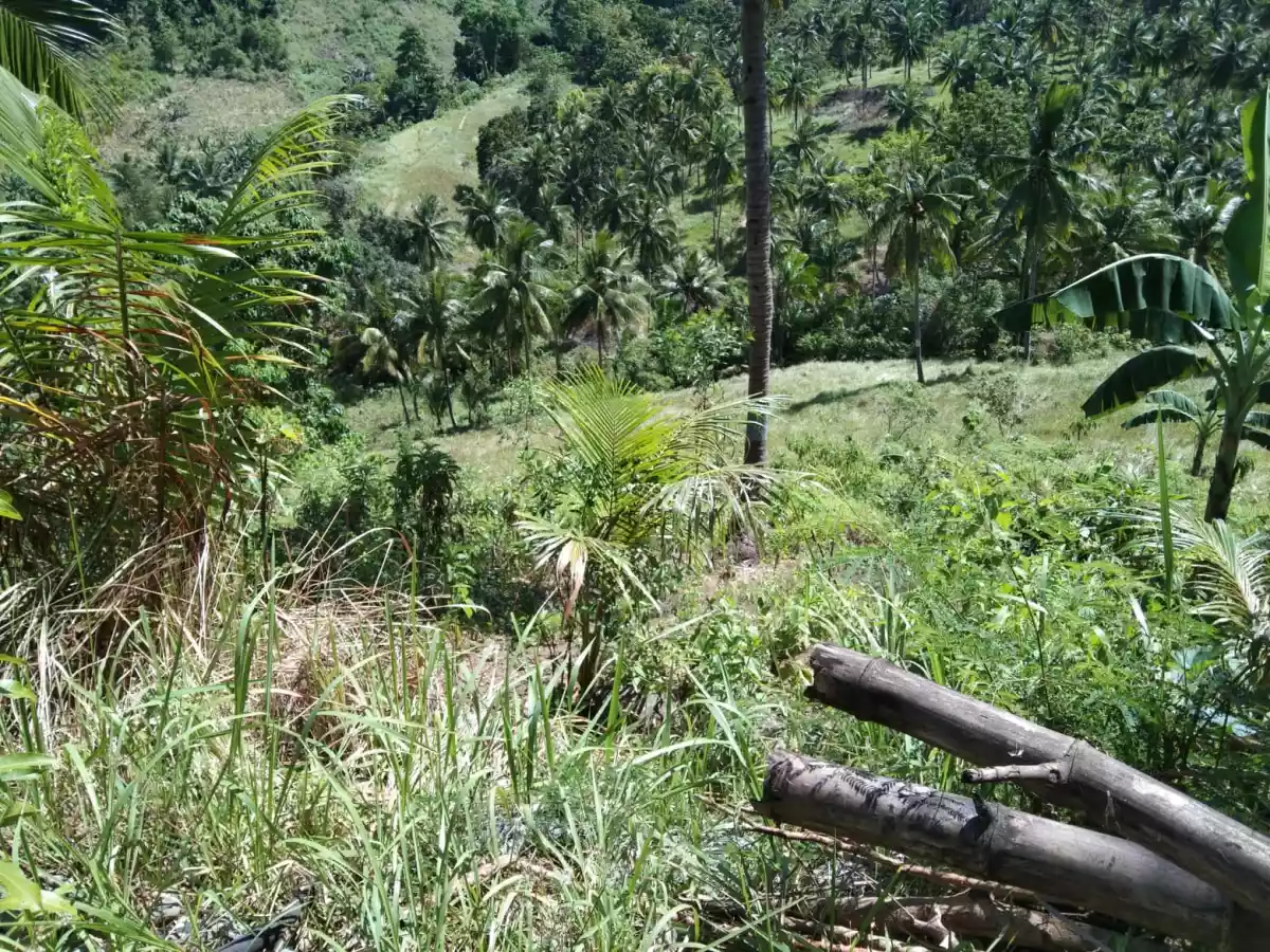Balamban Property - photo 5