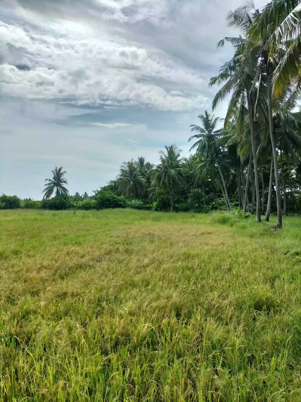 3.9 Hectares For Sale Agan an Sibulan, Negros Oriental — Agricultural Lot in Negros Oriental, Philippines — Photo 5