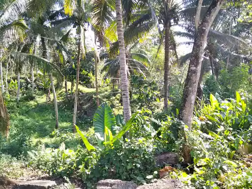 Most Affordable Farm Lot in Agusan del Sur — Agricultural Lot in Agusan del Sur, Philippines — Photo 3