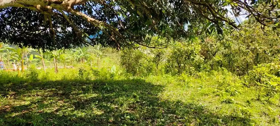 LOT FOR SALE IN BARILI, CEBU - photo 6