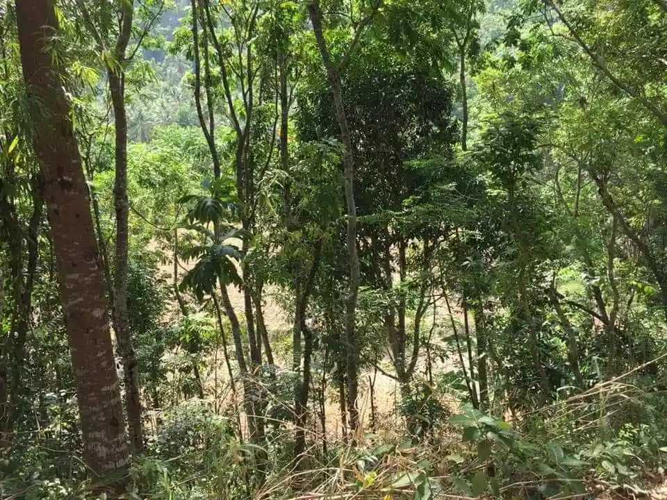 Agricultural Lot for Sale in San Fernando, Cebu — Agricultural Lot in San Fernando, Cebu, Philippines — Photo 6