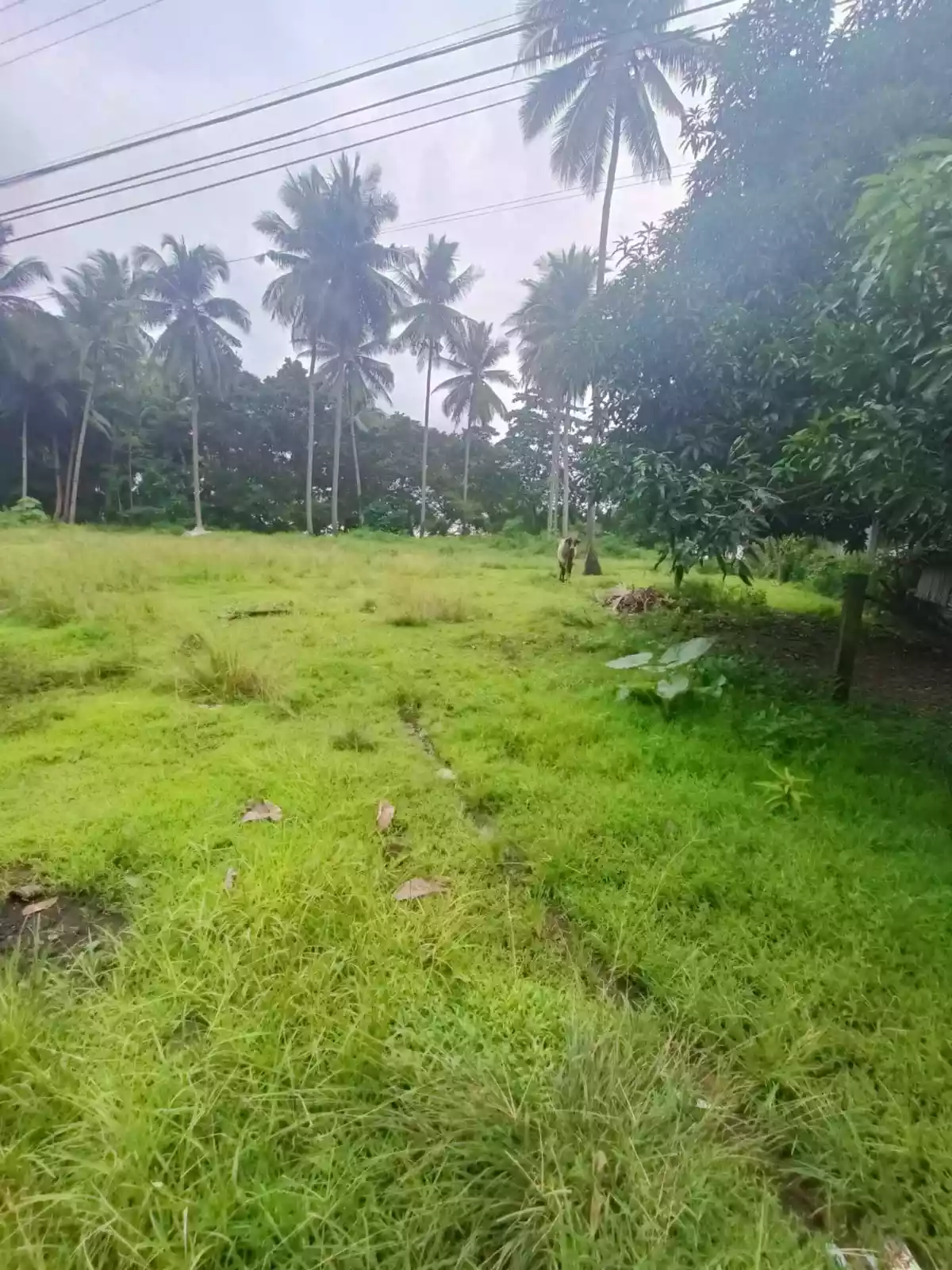 LOT FOR SALE - photo 5