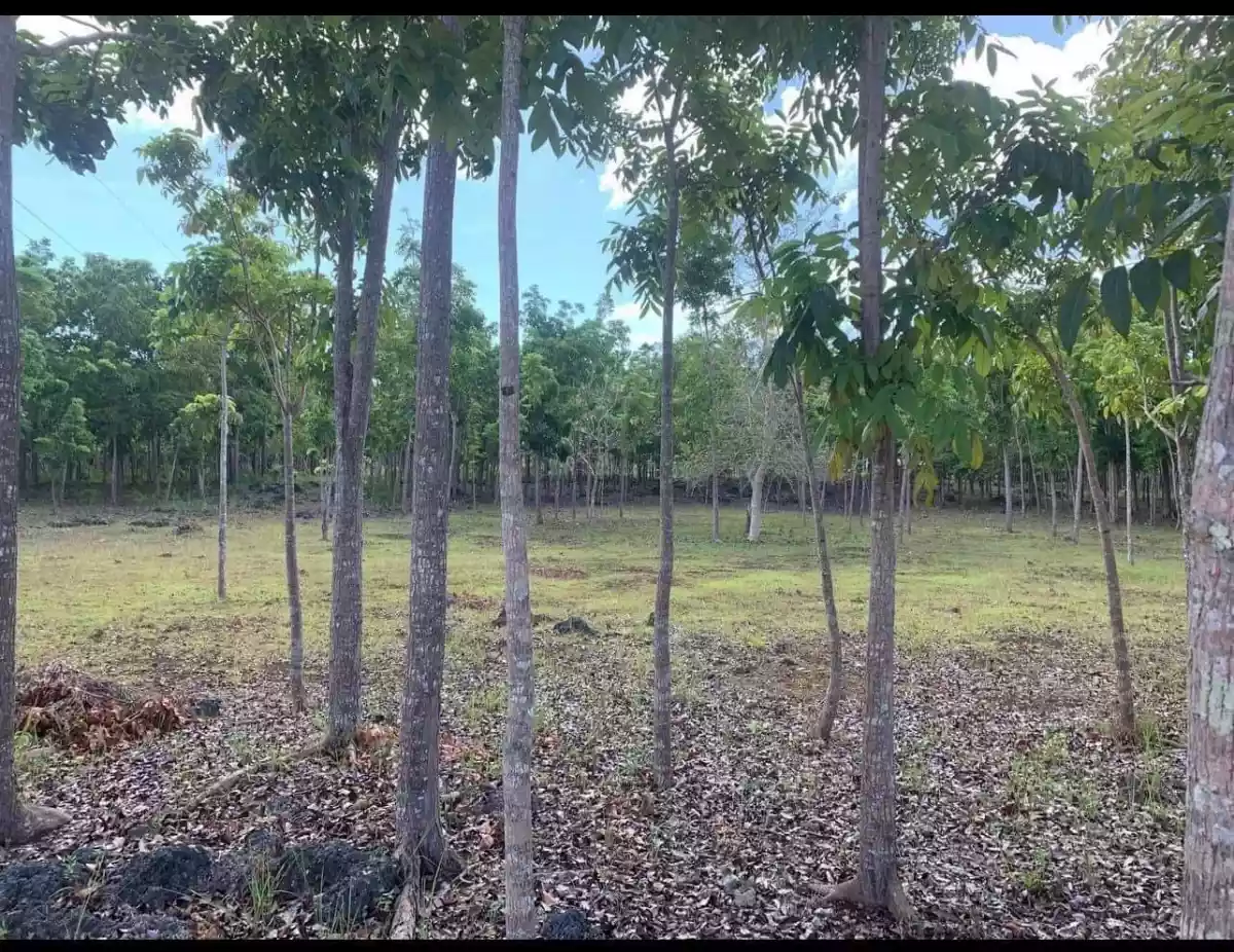 Panglao Lot for Commercial and/or Residential Devt — Commercial Lot in Panglao, Bohol, Philippines — Photo 2