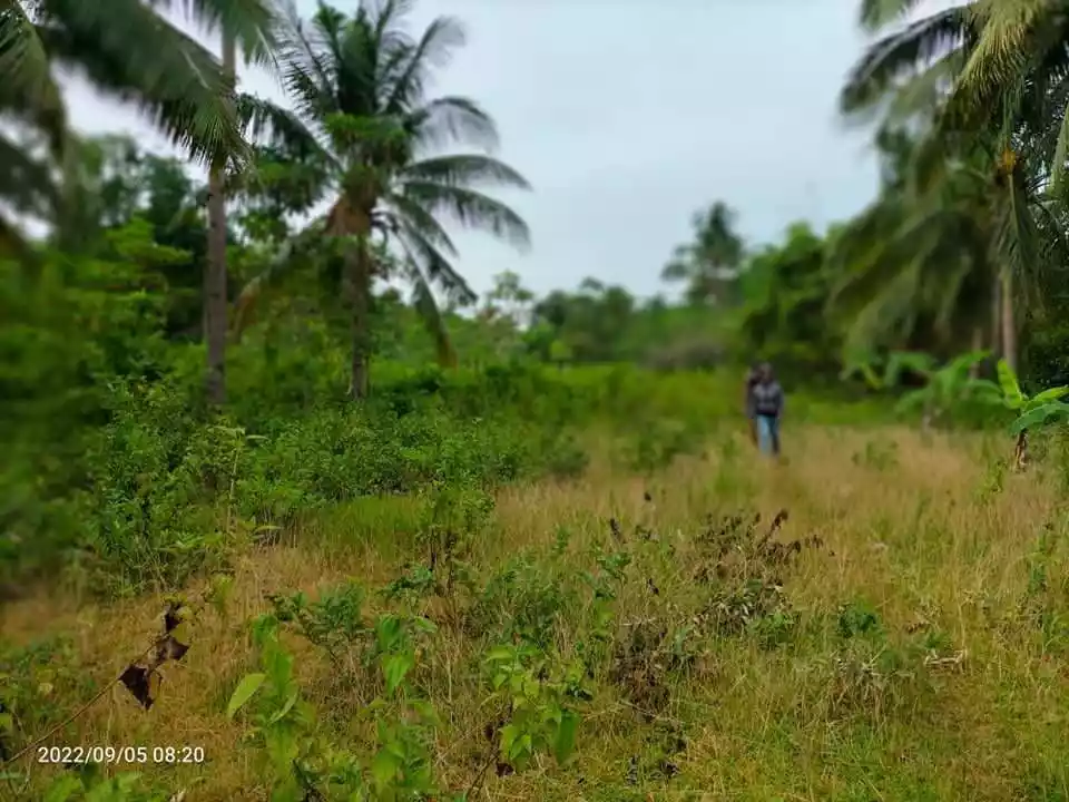 Tuburan Agricultural Lot for sale! — Agricultural Lot in Tuburan, Cebu, Philippines — Photo 4