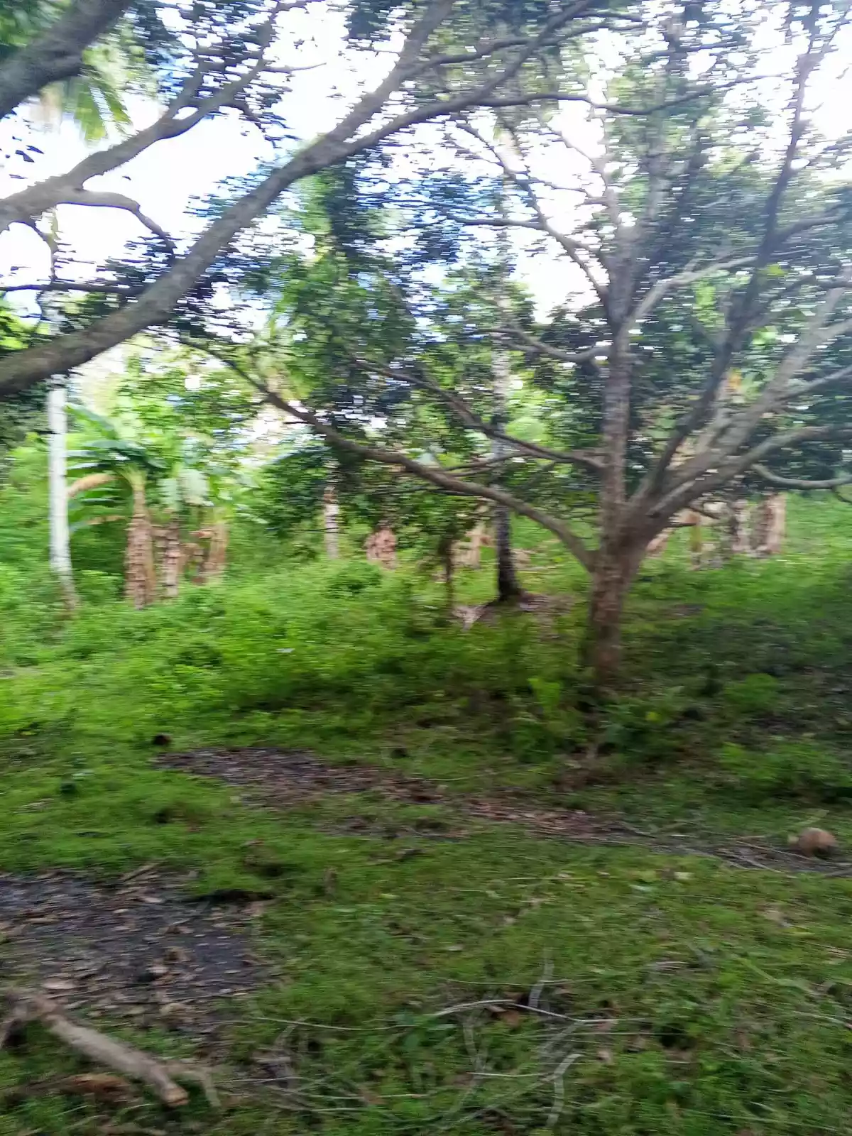 9.2 Hectares Land — Residential Lot in General Santos City, South Cotabato, Philippines — Photo 5
